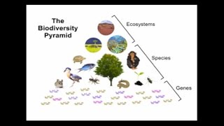 Biological Diversity and Public Health a Slideshow by Aaron Bernstein [upl. by Martelle]