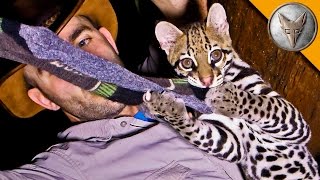 Ocelot Steals My Socks [upl. by Shaver]