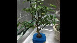 How to Make Your Pepper Plants Produce All Season [upl. by Ranit764]