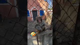 Sigma The monkey is very intelligent😇🤔 sigma monkey short viral challenge foryou [upl. by Pytlik30]