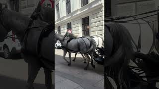 A moment in Vienna ein moment in wien Video 2 9 2024 12 25 30 PM [upl. by Mcnally]