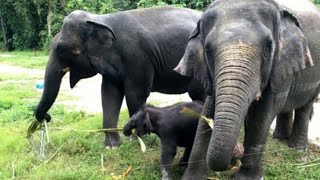 SUARA GAJAH DAN MENGENAL BINATANG GAJAH  ELEPHANT SOUND [upl. by Yonatan681]