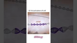 Chromosome Chromatin DNA Nucleosime Gene Nucleotides cell [upl. by Senalda437]