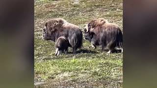 Musk ox [upl. by Hudnut]