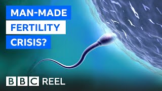 Fertility crisis Is modern life making men infertile  BBC REEL [upl. by Aicinad]