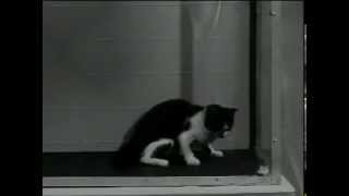 US Army LSD Test on Cat [upl. by Ollehcram678]