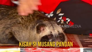 Kisah Si Musang Pandan  SI OTAN 130824 [upl. by Dionisio]