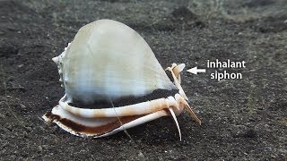 Mucky Secrets  Part 17  Sea Snails amp Flame Scallop  Lembeh Strait [upl. by Trevar367]