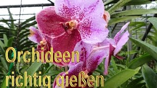 Orchideen richtig gießen – Anleitung  Orchideengewächse Pflege Tipps  Orchidee wässern  Pflege [upl. by Jocelin]