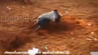 Alanganallur Jallikattu 2018 [upl. by Anuaik]