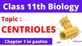 Centrioles Class 11th biology cha1 in pashto FSC part 1  Home of biology [upl. by Paz]