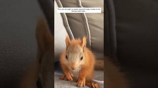 This cat brought a weak squirrel baby home to its family and then animalshorts shortvideo [upl. by Lledor]