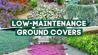 5 Low Maintenance Ground Cover Plants to Prevent Weeds 👍👌  Part 1 💚 [upl. by Huxham955]