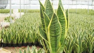 Sansevieria trifasciata [upl. by Allis]