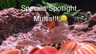 Species Spotlight  Neolamprologus Multifasciatus Tanganyikan Shell Dwellers [upl. by Nord413]