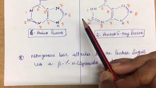 Purine  Its Structure  role in DNA  importance [upl. by Ahsinnek]