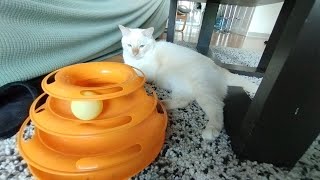 THE FACTS CATS HAVE A THREE EYELIDSPLAYING TOYS ASMR [upl. by Lillian]