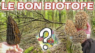 Où trouver des morilles  Mes astuces concernant le biotope [upl. by Nylirrej]