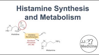 Histamine Synthesis and Metabolism Pathway [upl. by Inaoj512]