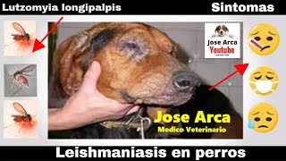 🛑LEISHMANIA en perros ⏩ Síntomas tratamiento y prevención ✅ [upl. by Dulcea]