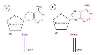 Meselson and Stahl experiments A level biology AQA [upl. by Leyes]