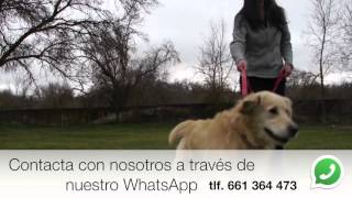 Esterilización PERRO GRANDE MACHO Castrar perros grandes en Madrid [upl. by Isyed958]