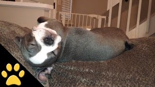 Dogs Dreaming Compilation [upl. by Helaine]