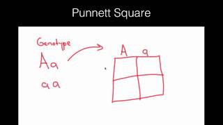 Punnett square basics [upl. by Norri]