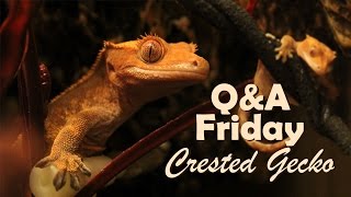 Crested Gecko Care Setup Behaviour amp Origins [upl. by Ciccia897]