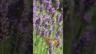 Lavender A Pollinator’s Paradise 💜🐝lavender pollinatorgarden droughttolerant [upl. by Ennayllek151]