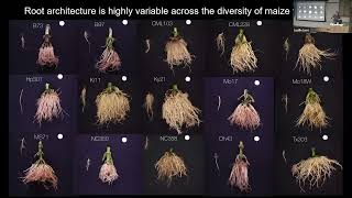 Keith Duncan Using labbased Xray tomography for multiscale 3D imaging in plant and soil biology [upl. by Cutlor]