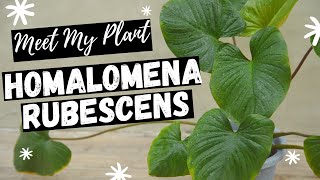 Homalomena Rubescens  Meet My Plant  EP 08 [upl. by Anigriv]