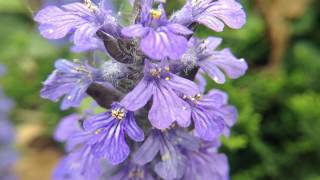 Blue Bugle Ajuga reptans Wildflower Borders Erosion amp Weed Control [upl. by Airretnahs]