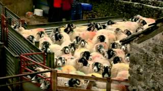 Lambing Live 2011  Episode 2 [upl. by Vina]