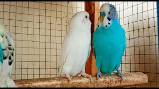 3 Hr Budgies Chirping Talking Singing Parakeets Sounds Reduce Stress  Relax to Nature Bird Sounds [upl. by Nary]