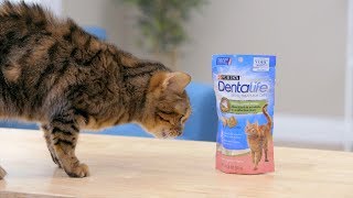 DentaLife Oral Care Cat Treats  Chewy [upl. by Eidnyl]