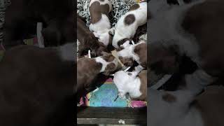 American Pitbull terrier rap music hiphop pitbulllovers [upl. by Spiegelman247]