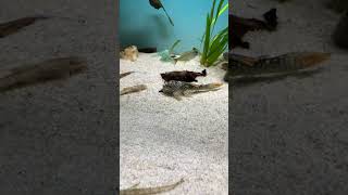 James Bond pleco L14 wild music backstreetboys pop trending fish acuarium fishtank acuario [upl. by Frame]