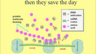 The Cell Will Survive Protein Synthesis Song [upl. by Otineb]