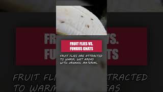 How to Tell Fruit Flies from Fungus Gnats Tiny Kitchen Flies [upl. by Thema317]