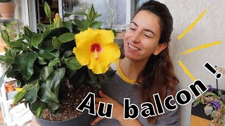 Haul plantes taille des arbustes amp sauvetages ficus [upl. by Cirdet795]