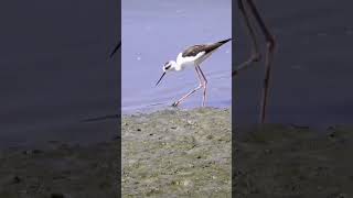 birding cute limicolas cigueñuela cigueña comiendo wildlife migratorias nature animals [upl. by Merriott]