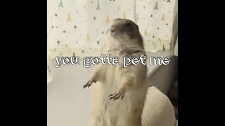 Marmot wants more pets [upl. by Ainoek352]