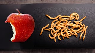 Mealworm digesting an Apple in 20 seconds is insane [upl. by Rossing]