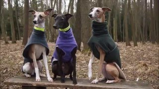 133 Agility training with whippets [upl. by Ynnek38]