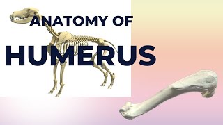 Anatomy of Humerus  General Osteology  Anatomy of Humerus of Dog  Dogs Humerus [upl. by Mata]