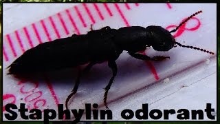 Ocypus sp  Staphylinidae  Staphylin odorant staphylin noir  032017 [upl. by Esteban]