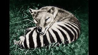 Tasmanian Tiger Extinct not Gone [upl. by Aracat461]