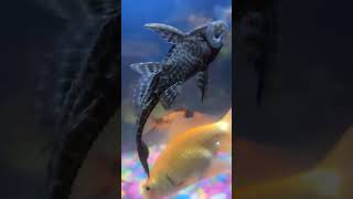 Pleco fish fish plecofish aquarium petfish fishing aquariumfishfish fishtank vlog petsman [upl. by Nialb]