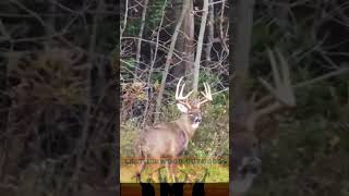 Close Encounter with a Giant Pennsylvania Whitetail Buck  Biggest Buck Ive Ever Seen [upl. by Lakym]